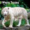 White Tigers | 2026 12 x 24 Inch (Hanging) Monthly Square Wall Calendar | Plastic-Free